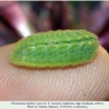 polyommatus daphnis larva4b